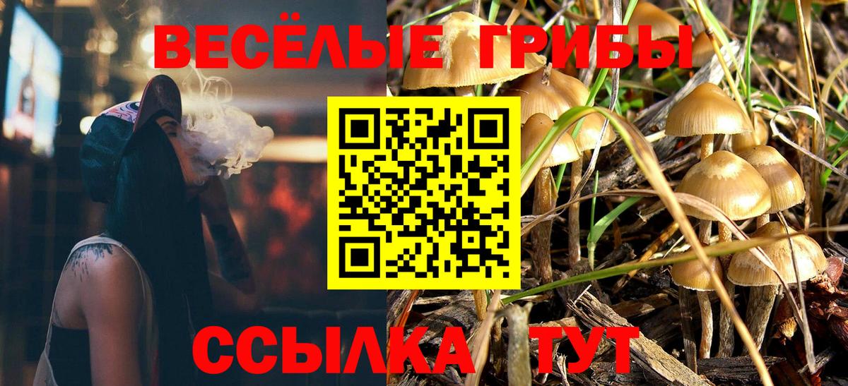 Псилоцибиновые грибы мицелий  Киров  Галлюциногенные грибы Psilocybe 